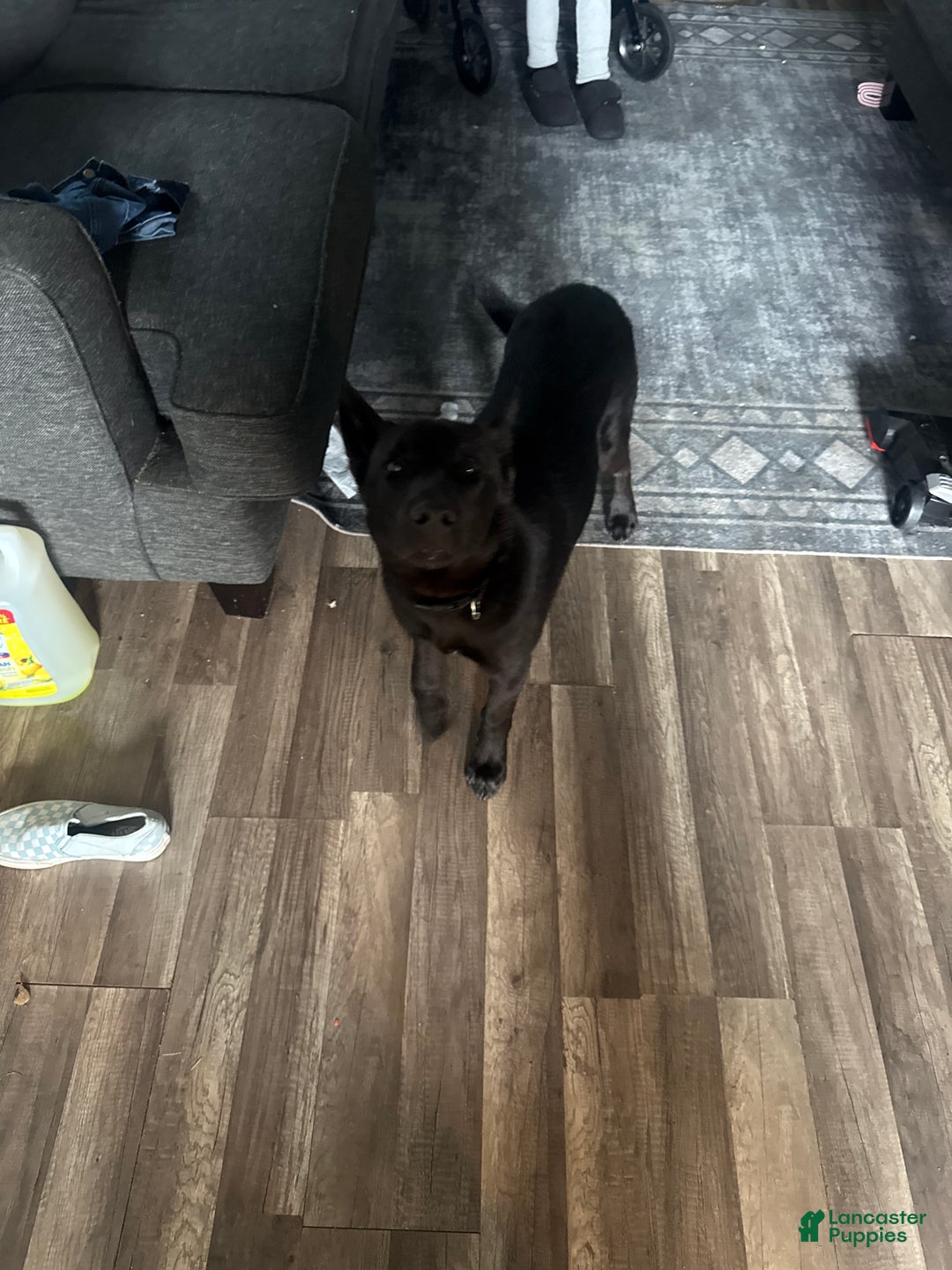 Mixed Breed dogs for sale: Zeus - Ad 4