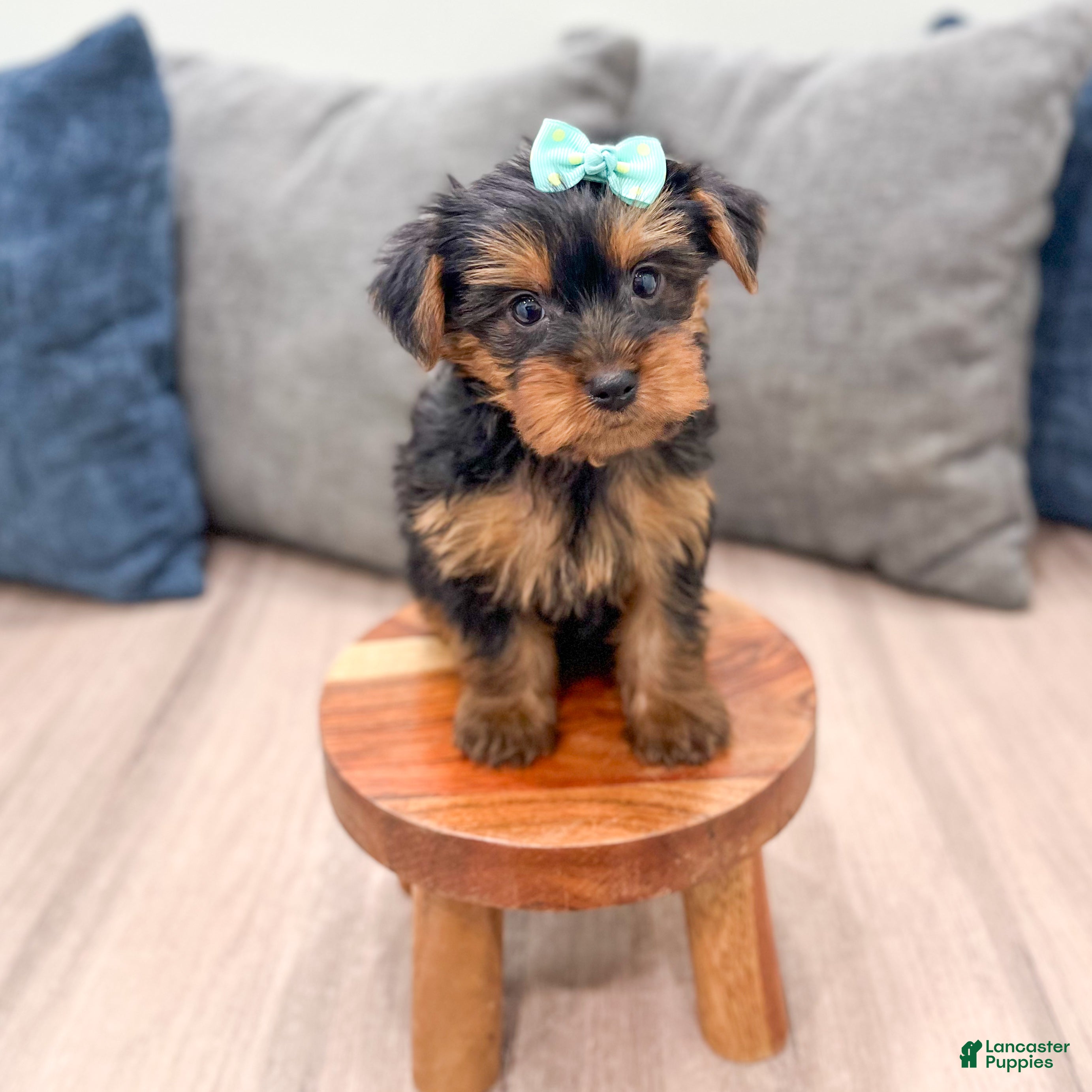 Yorkshire Terrier dogs Maggie - Ad 2