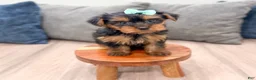 Yorkshire Terrier dogs for sale: Maggie - Ad 2