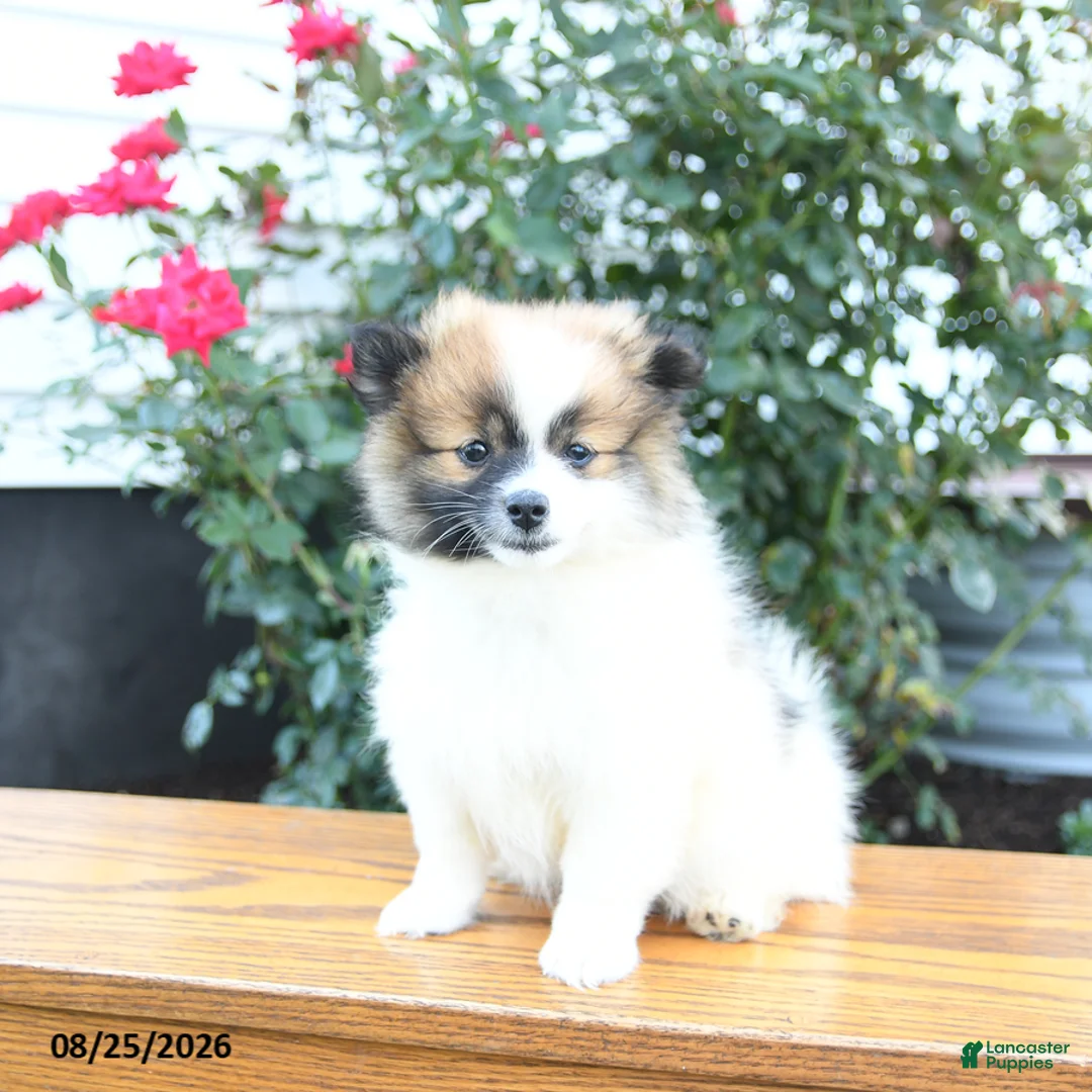 Pomeranian dogs for sale: Kathy - Ad 1