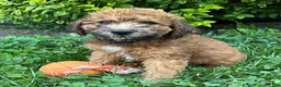 Whoodle dogs for sale: Hardy - Ad 3