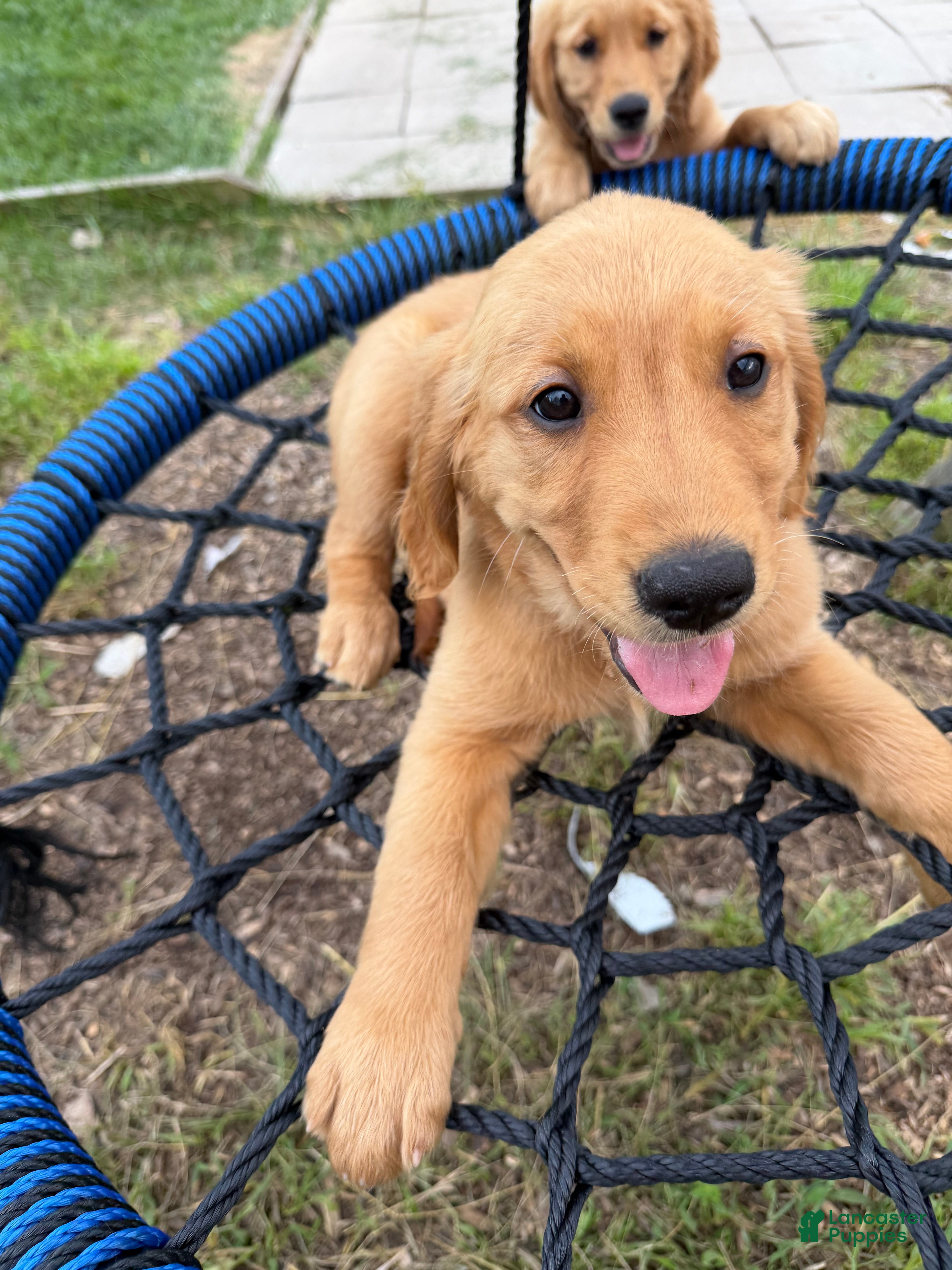Golden Retriever dogs Stella - Ad 1