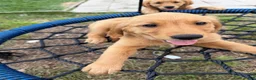 Golden Retriever dogs for sale: Stella - Ad 1