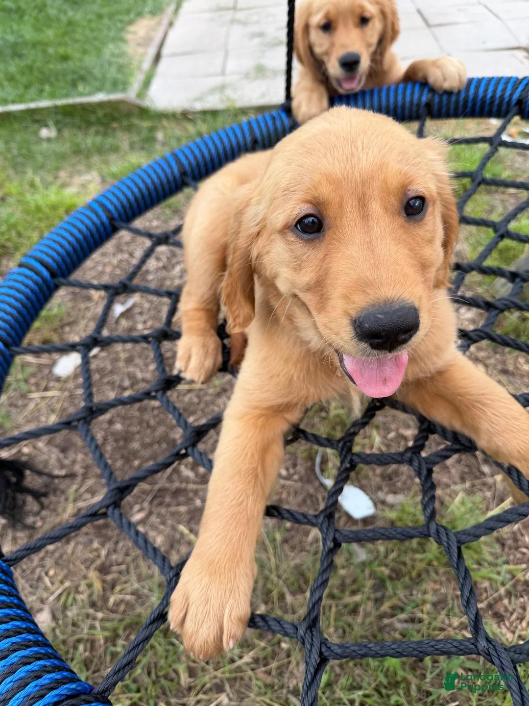 Golden Retriever dogs for sale: Stella - Ad 1
