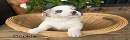 Welsh Corgi Pembroke dogs for sale: Cookie - Ad 1