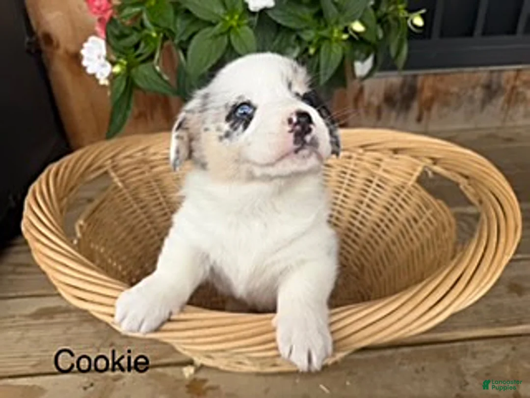 Welsh Corgi Pembroke dogs for sale: Cookie - Ad 1