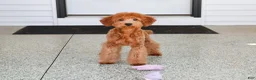 Mini Goldendoodle dogs for sale: Dora - Ad 3