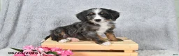 Mini Bernedoodle dogs for sale: Sophia - Ad 5