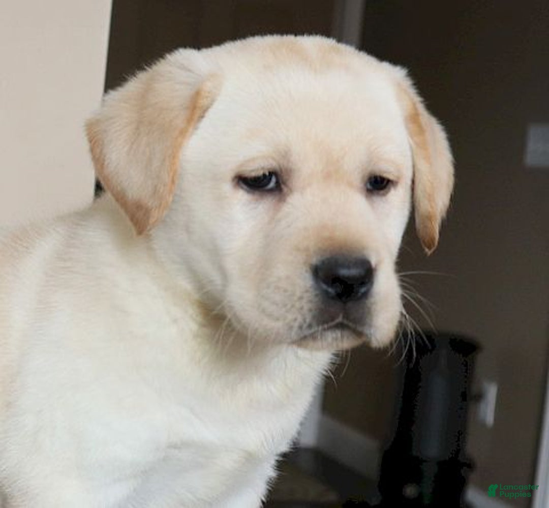 Labrador Retriever dogs for sale:  Winston - Champ lines - Ad 3