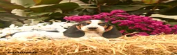 Basset Hound dogs for sale: Mia    - Ad 2