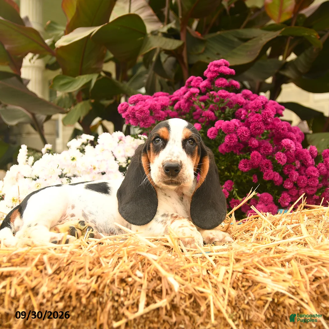 Basset Hound dogs for sale: Mia    - Ad 2