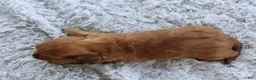 Miniature Dachshund dogs for sale: Miniature Dachshund 4 - Ad 5