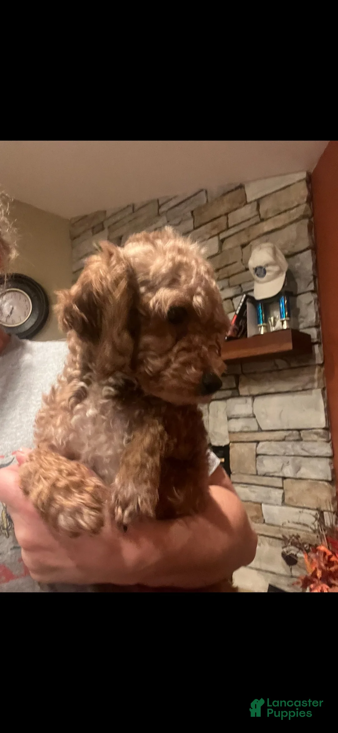Yorkiepoo dogs for sale: Jinx - Ad 2