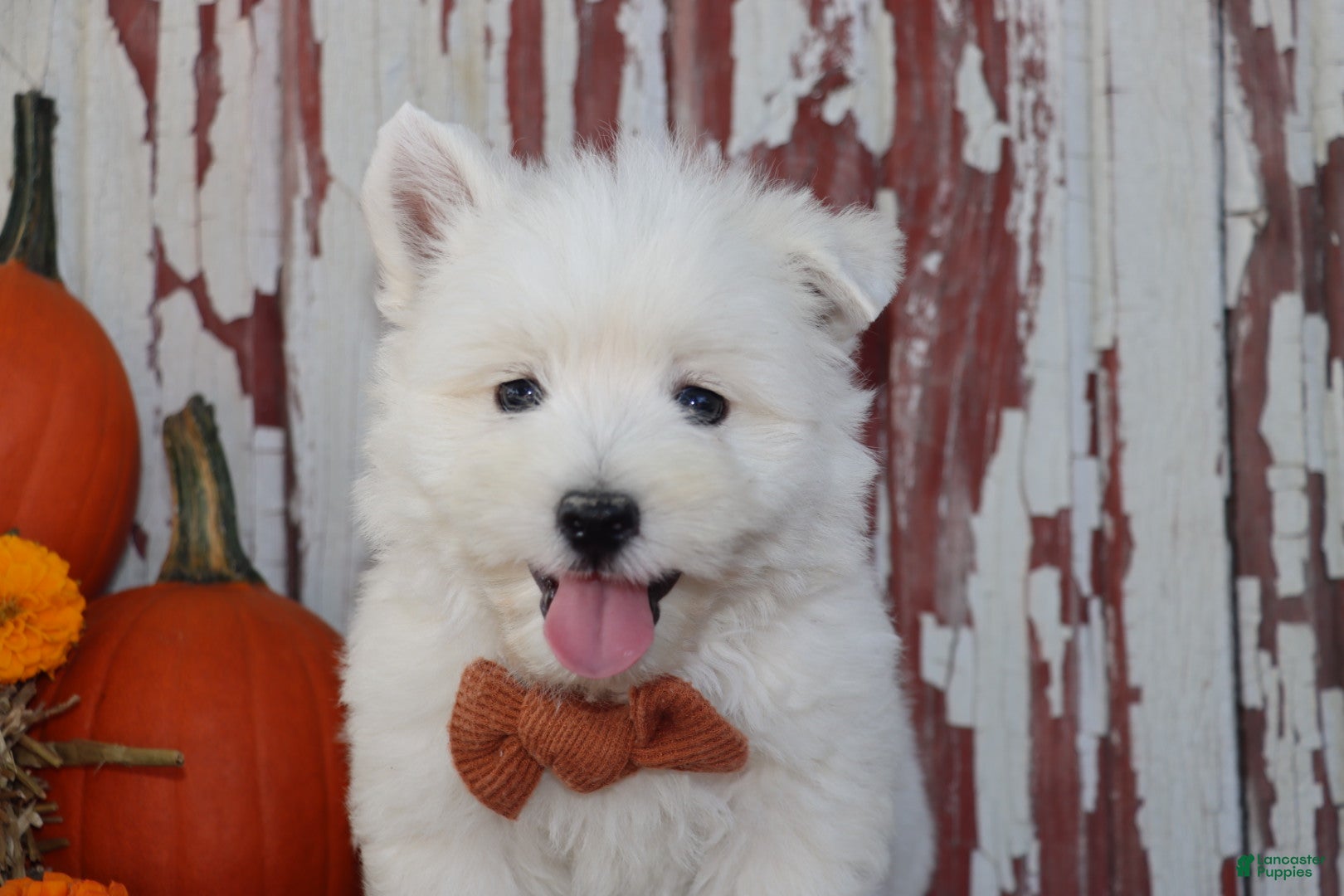West Highland Terrier dogs Patrick - Ad 1