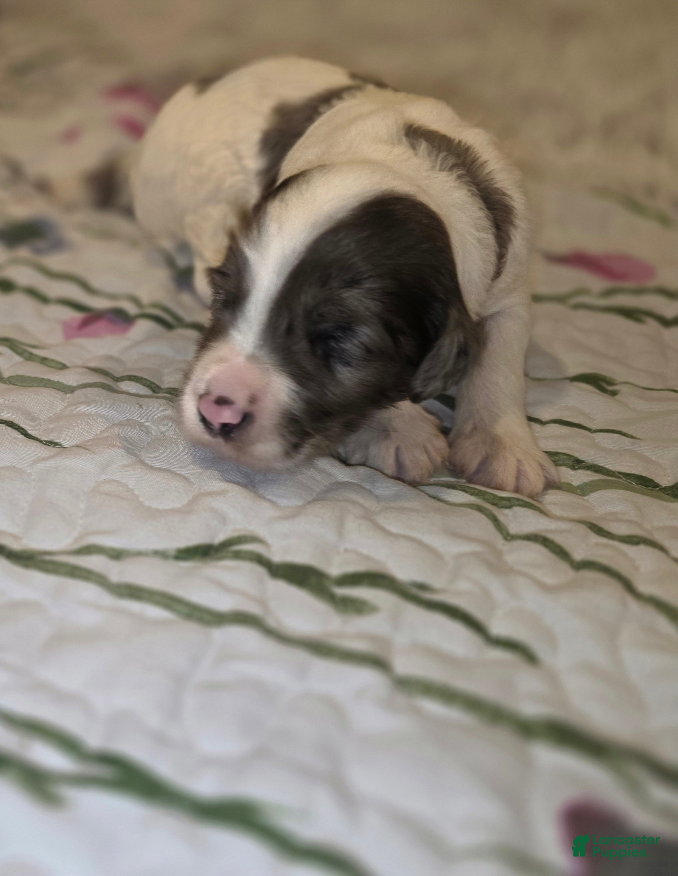 Sheepadoodle dogs Sheepadoodle 6 - Ad 4