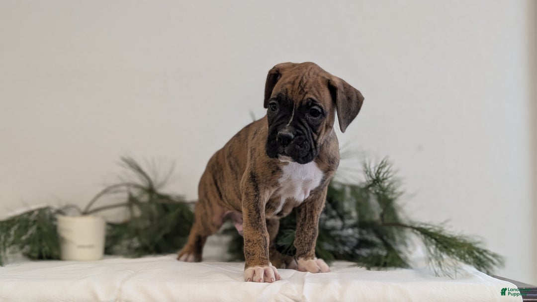 Boxer dogs for sale: Falcon - Ad 6