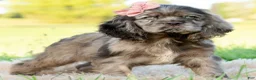 Cocker Spaniel dogs for sale: Daisy  - Ad 2