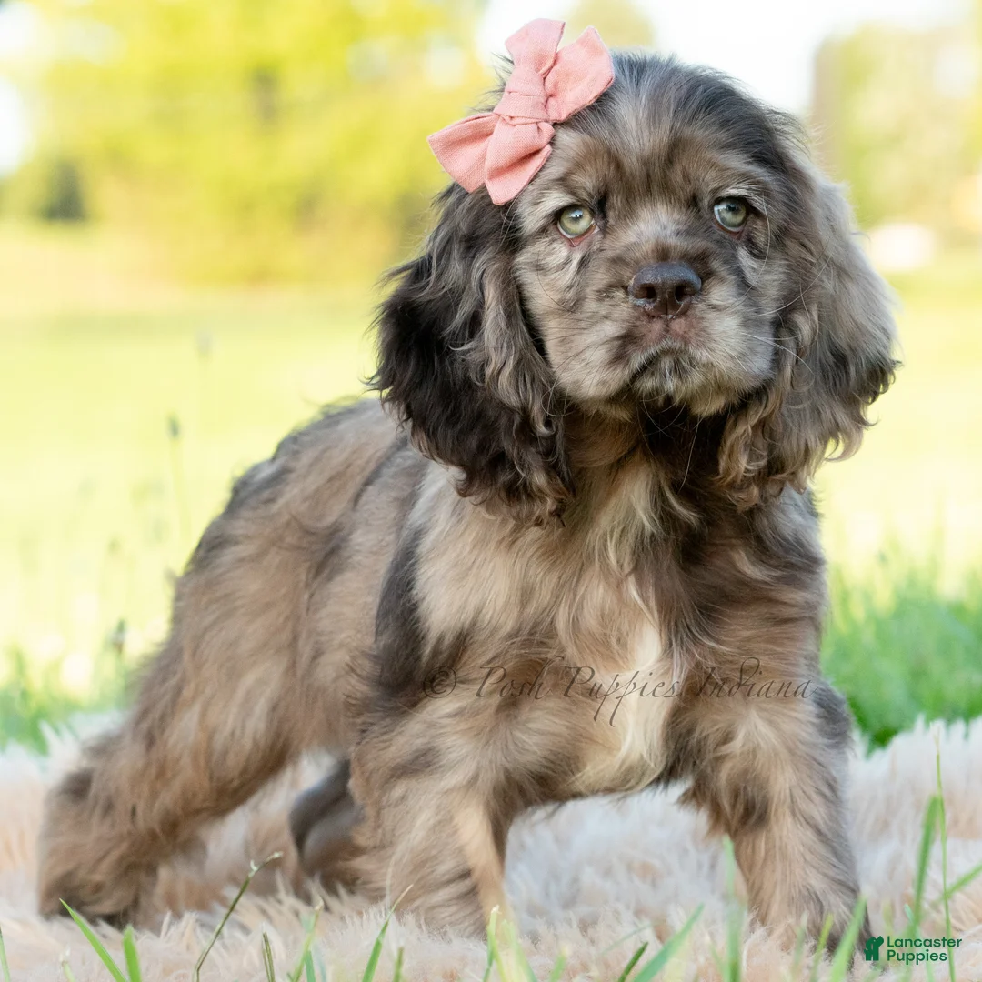 Cocker Spaniel dogs for sale: Daisy  - Ad 2