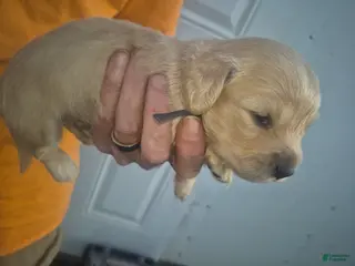 Miniature Dachshund dogs ee CREAM BOY black collar - Ad 13