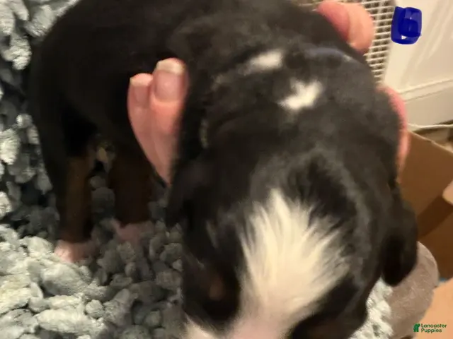 Bernese Mountain Dog dogs Blue - Ad 12
