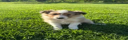 Shetland Sheepdog dogs for sale: Lilly - Ad 3