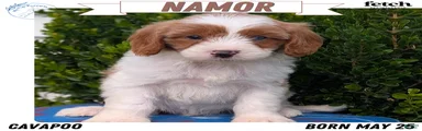 Namor