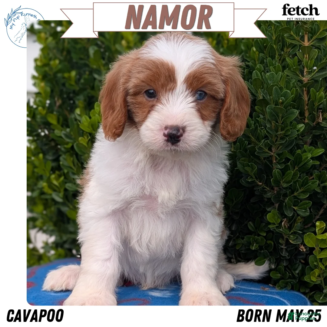 Cavapoo dogs for sale: Namor - Ad 1
