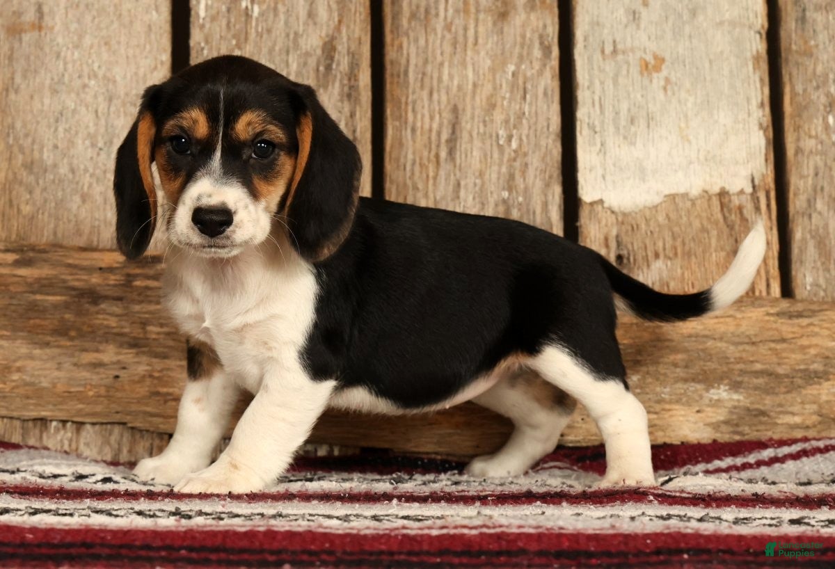 Beagle dogs for sale: Crystal - Ad 4
