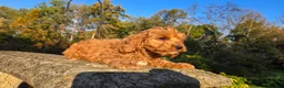 Cavapoo dogs for sale: Zach - Ad 6