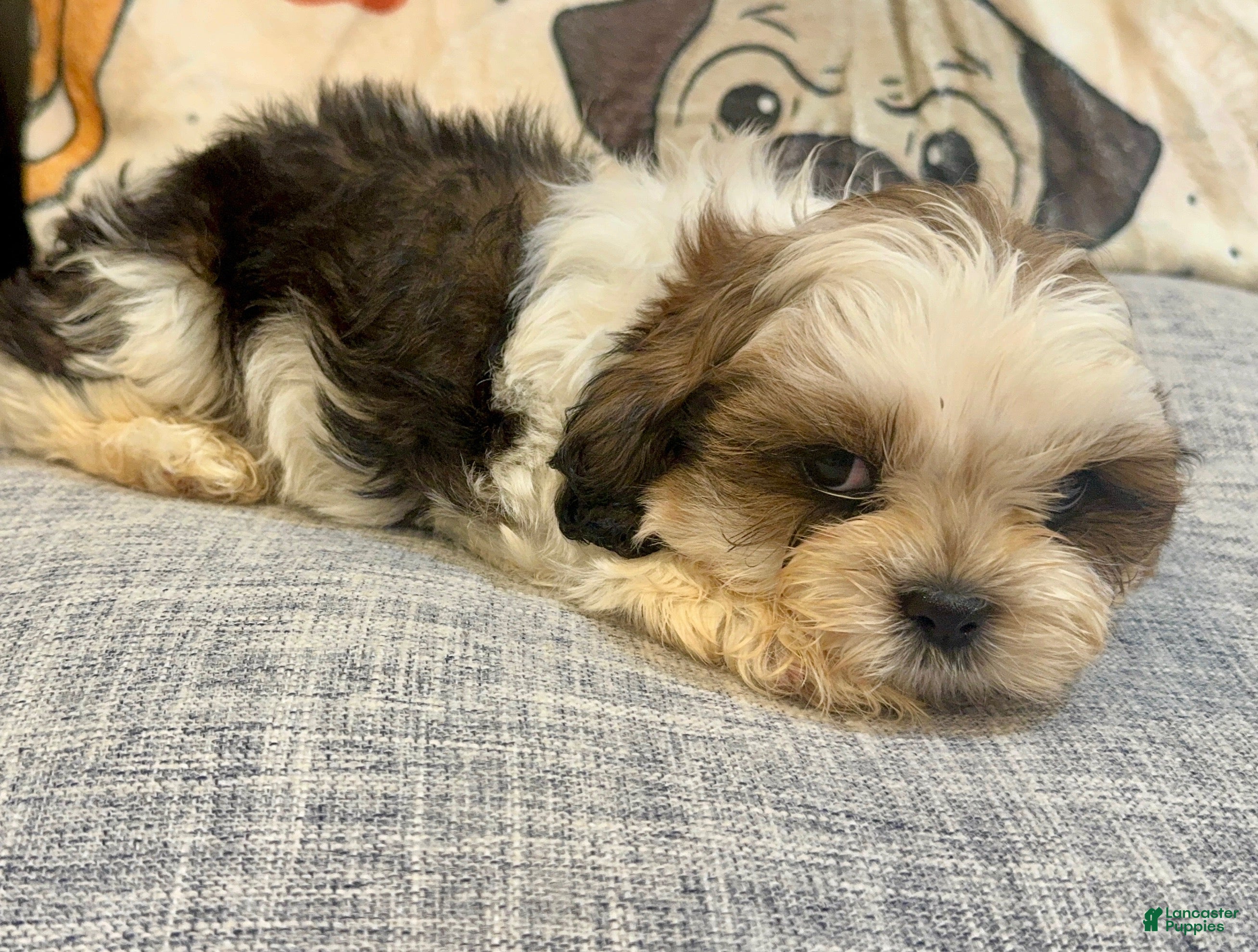 Shih Tzu dogs Ajay - Ad 5