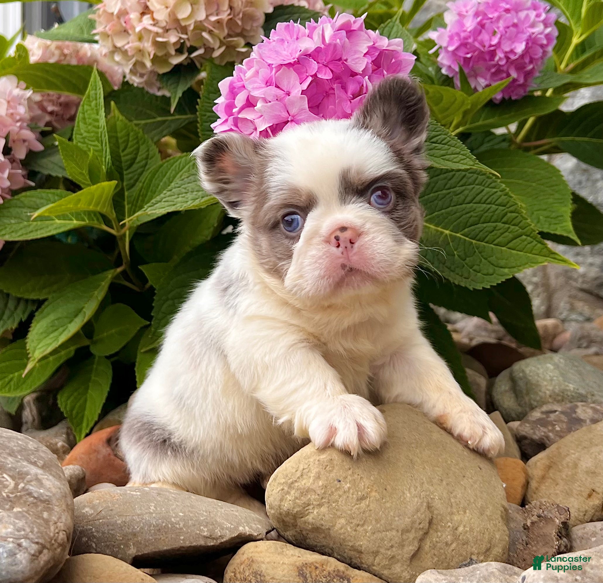 French Bulldog dogs Darla - Ad 2