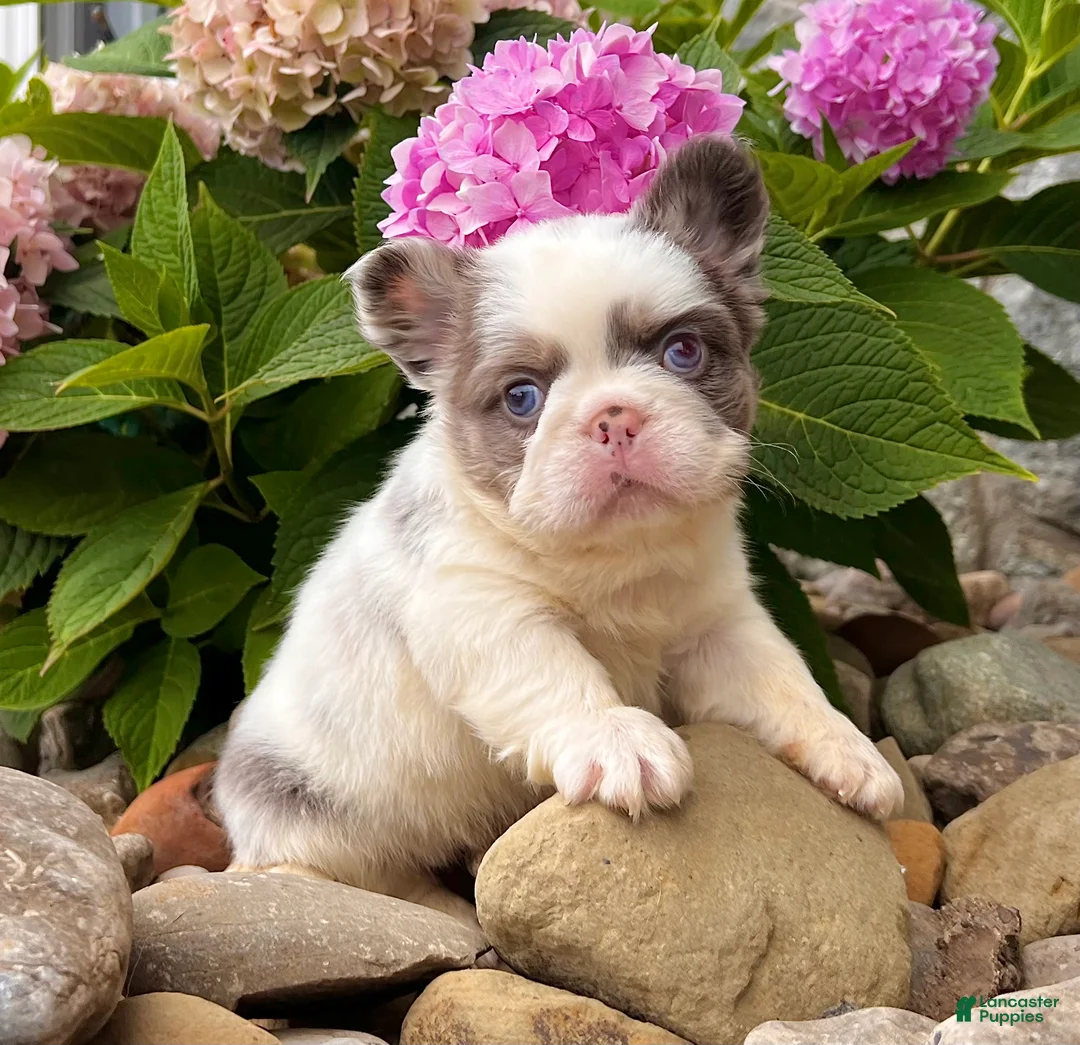 French Bulldog dogs for sale: Darla - Ad 2