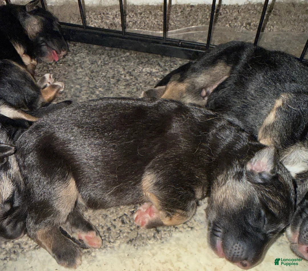 German Shepherd dogs for sale: Mist  - Ad 1