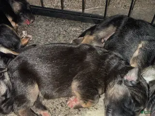 German Shepherd dogs Mist - Ad 7