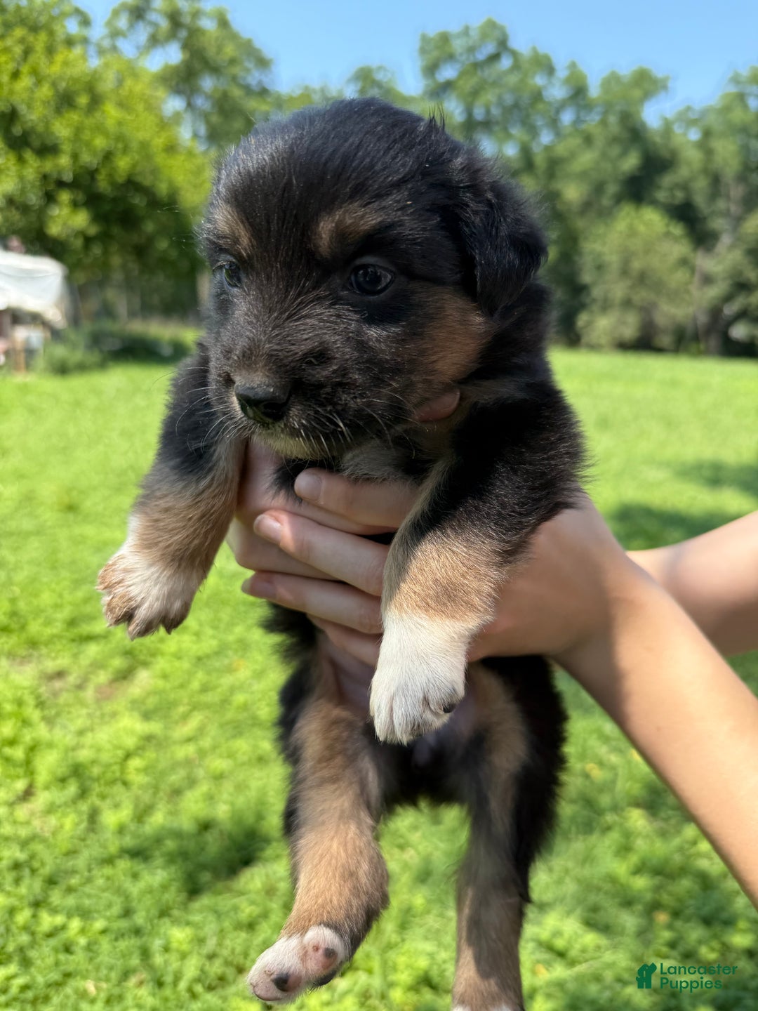 Australian Shepherd dogs for sale: Australian Shepherd Puppy 8 - Ad 3