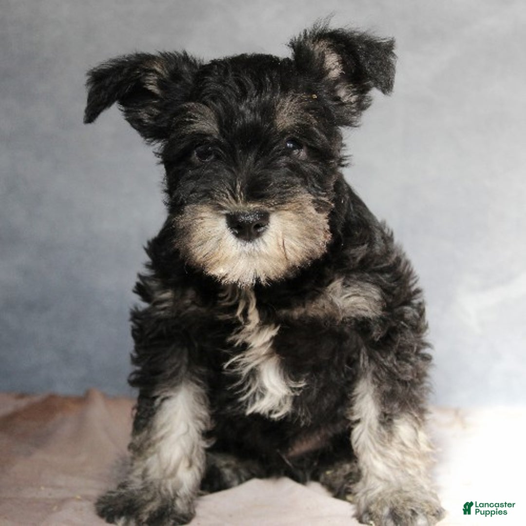 Miniature Schnauzer dogs for sale: Tucker - Ad 1