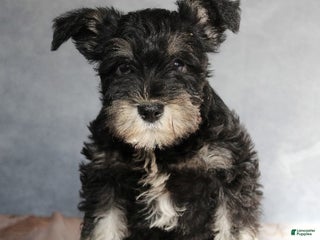 Miniature Schnauzer dogs Tucker - Ad 41