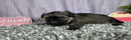 Havanese dogs for sale: Havanese 1 - Ad 1