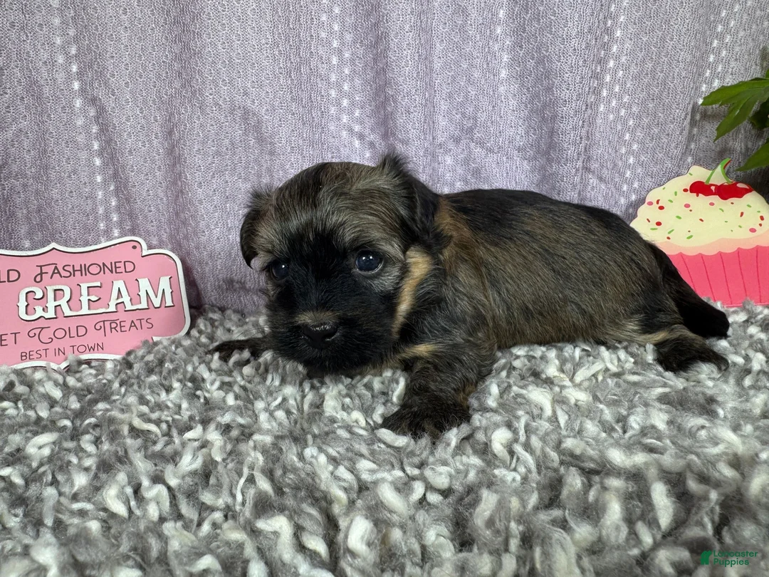 Havanese dogs for sale: Havanese 1 - Ad 1