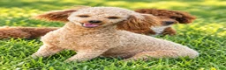 Toy Poodle dogs for sale: Flash - Ad 8
