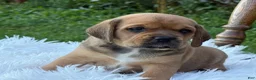 Puggle dogs for sale: Pixie - Ad 10