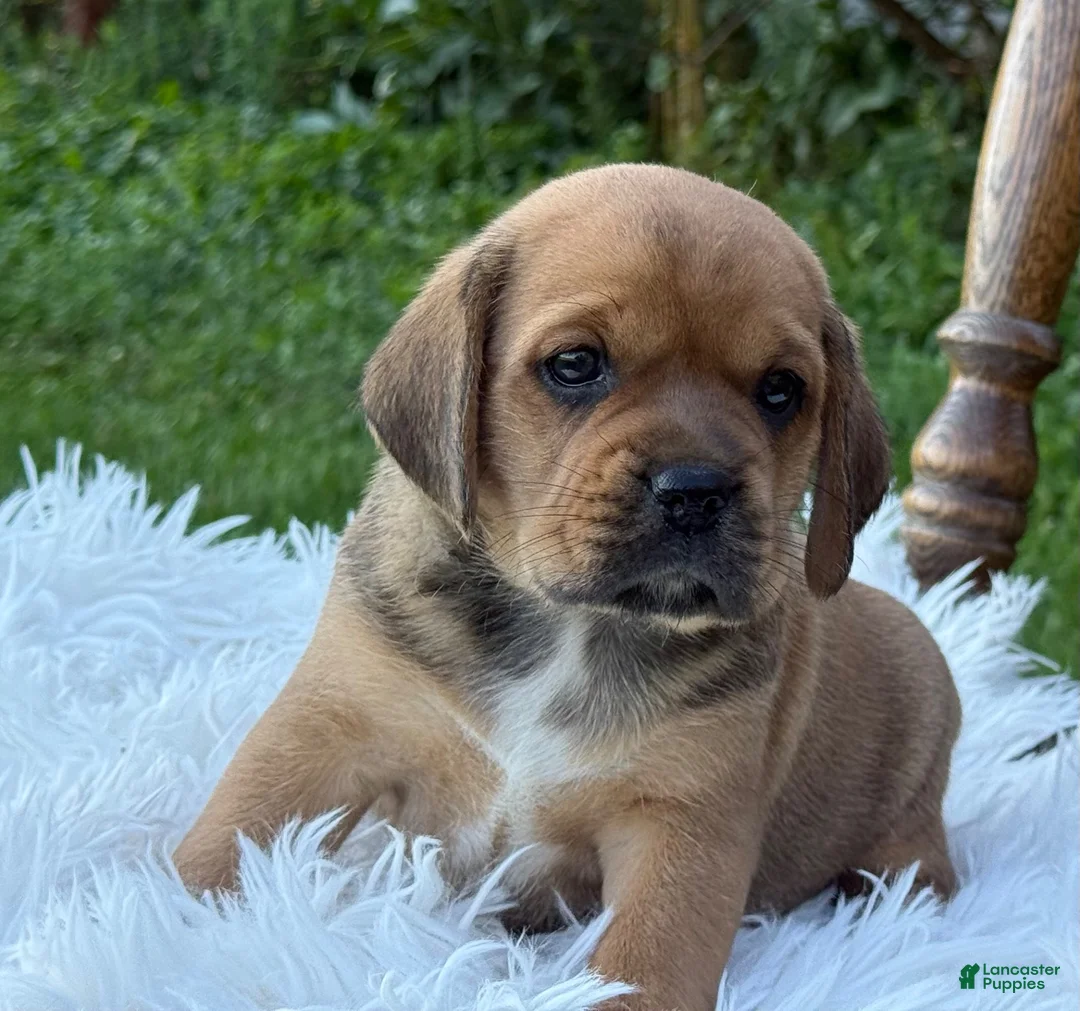 Puggle dogs for sale: Poppy - Ad 14