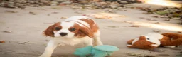 Cavalier King Charles Spaniel dogs for sale: Lincoln Cavalier King Charles Spaniel  - Ad 2