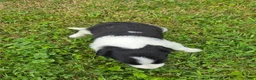 Border Collie dogs for sale: Border Collie 4 - Ad 2