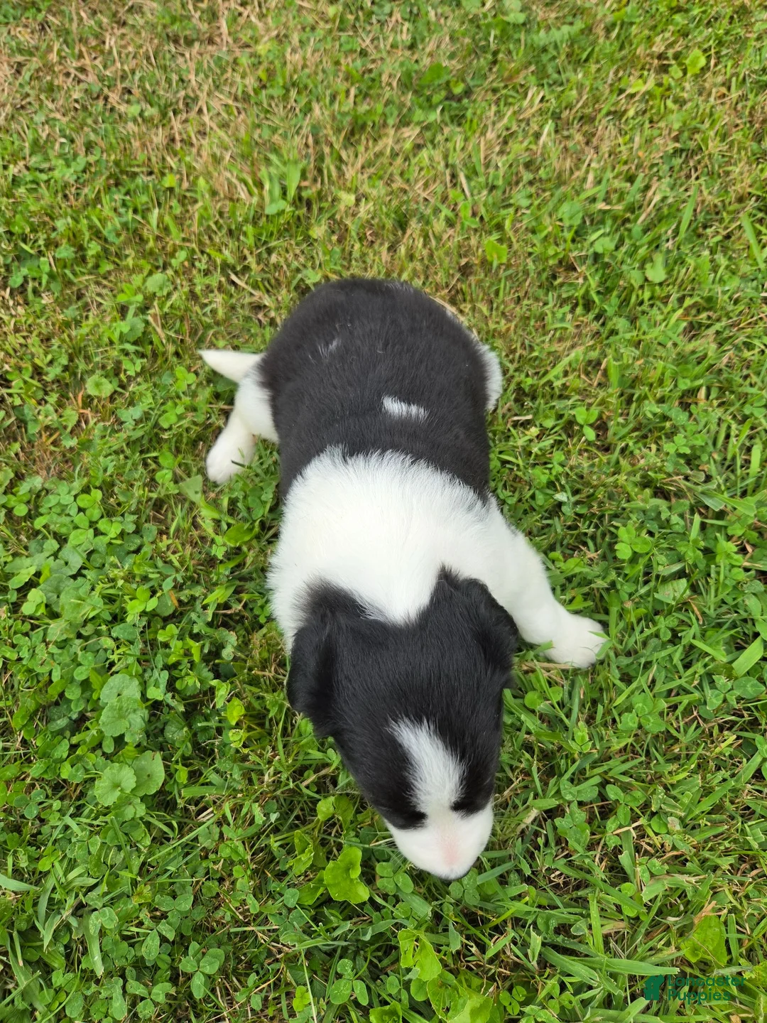 Border Collie dogs for sale: Border Collie 4 - Ad 2