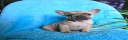 French Bulldog dogs for sale: Fiona - Ad 9