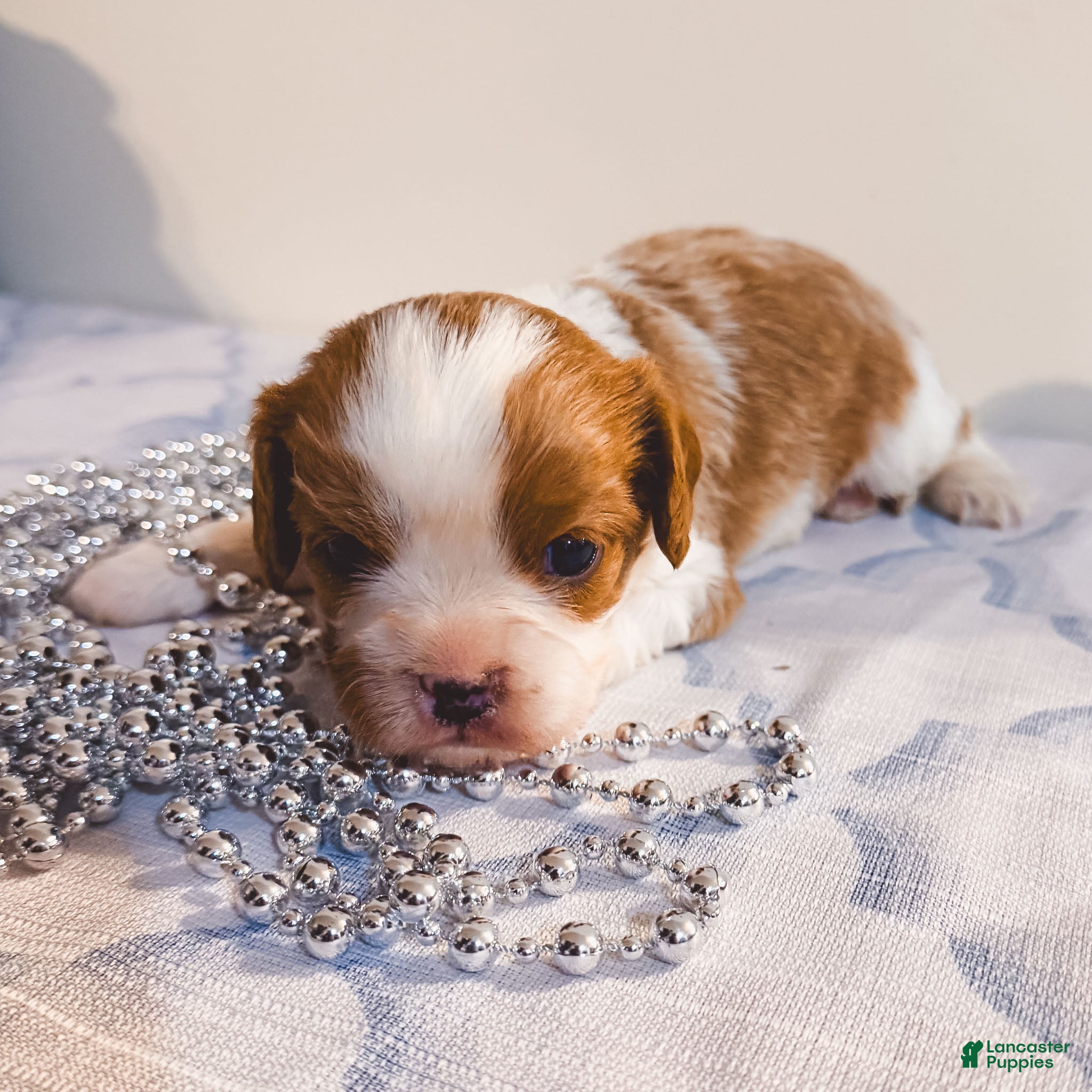Cavalier King Charles Spaniel dogs Rex Cavalier King Charles Spaniel puppy  - Ad 1