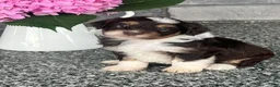 Aussiedoodle dogs for sale: Eclair Mini Aussiedoodle  - Ad 3