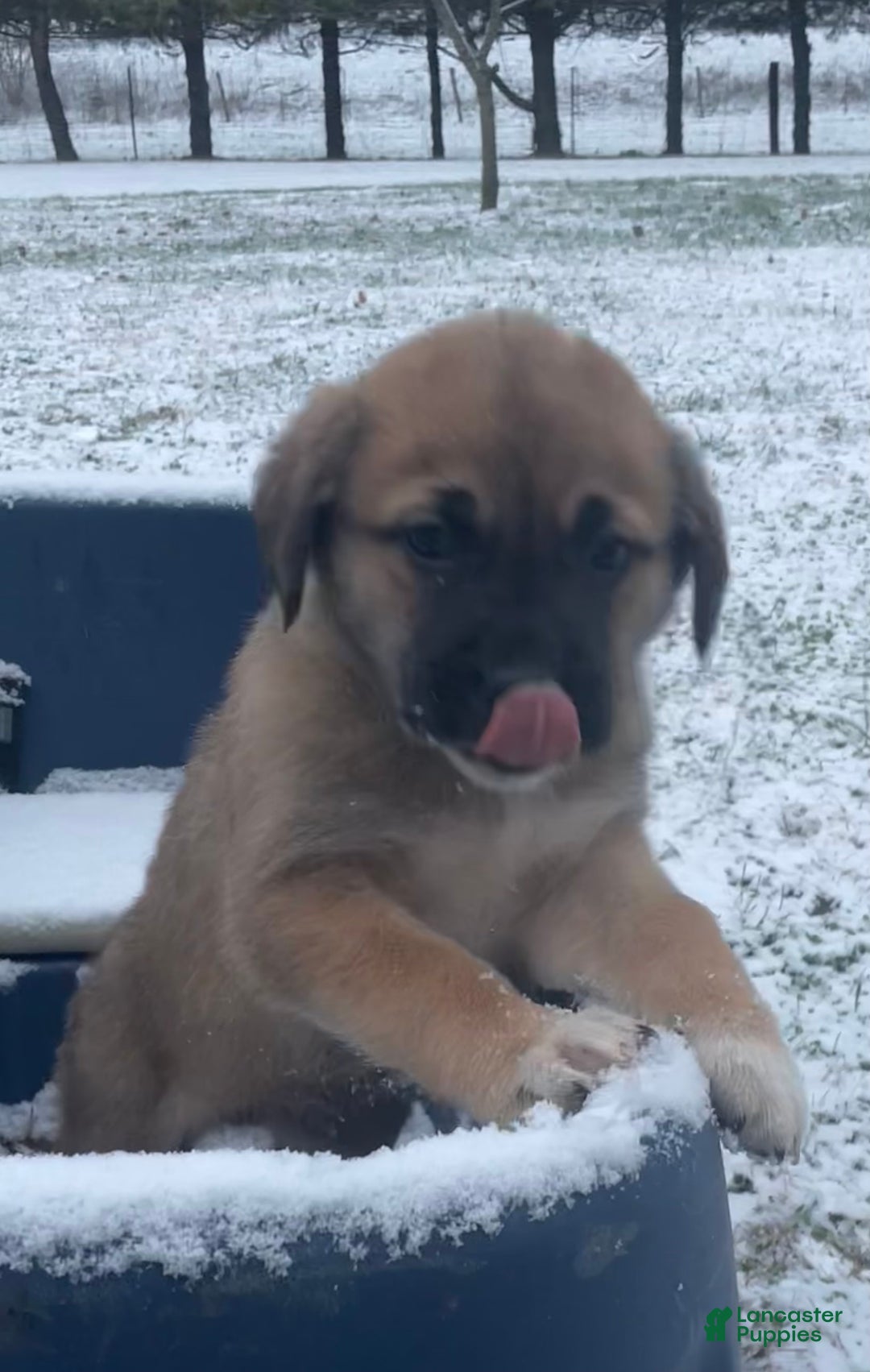 Mixed Breed dogs for sale: Dancer: one of Santa’s Rein-puppies - Ad 4