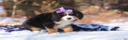 Mini Bernedoodle dogs for sale: Chloe - Ad 3